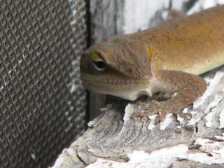 Anole