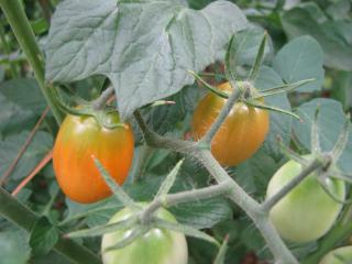 Cherry Tomatoes