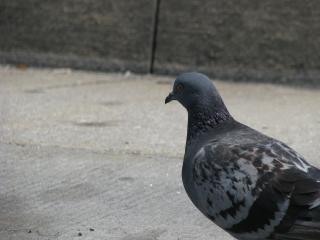 Pigeon