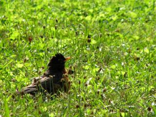 Robin in a Field