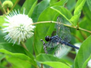 Dragonfly