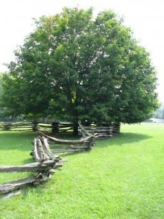 Tree and Fence 2