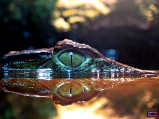A Crocodile I found at Riverbanks Zoo in Columbia, South Carolina.  I just love the eye.