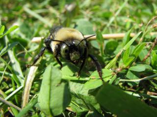 Dying Bumble Bee