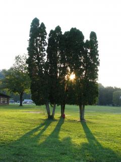 Trees and Sun