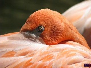 Animals at the zoo seem to be in a perpetual state of sleep.  Maybe the zoo keepers feed them sleeping pills.