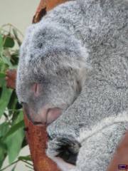 A sleepy Koala.  Maybe he is dreaming of the wild he'll never get to live in.