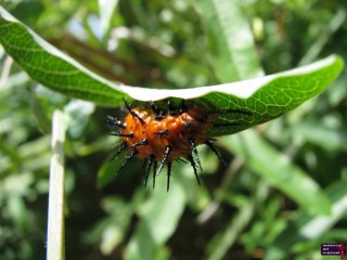 I just happened to see this not-so-cute caterpillar hiding underneath a leaf as Phil and I walked around the zoo. If I was a bird, I would not want to eat this critter.