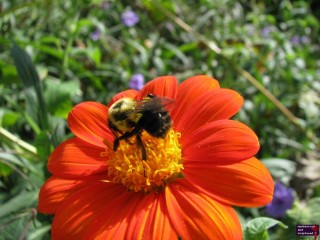 One day, I am going to attempt to take a picture of a bee, get to close to it, piss it off, and get stung.  Last time I checked, I am allegric to wasps.  Don't want to find out if the same holds true for other winged critters with a stinger.