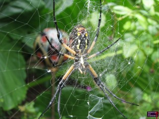 I found this guy in the Botanical Garden section of the zoo.  I love spiders, I do, but man, getting close enough to take a picture of one freaks me out.  Why couldn't God make spiders cute?