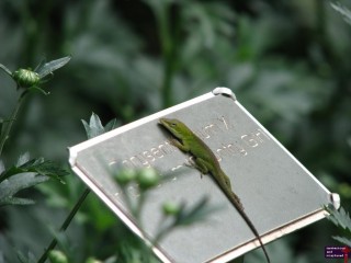 I guess this Anole is using the metal of the name plate to warm himself up.  Note how he's looking at me.