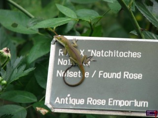 Apparently, the name plates are popular among the Anoles.  He's a cutie.