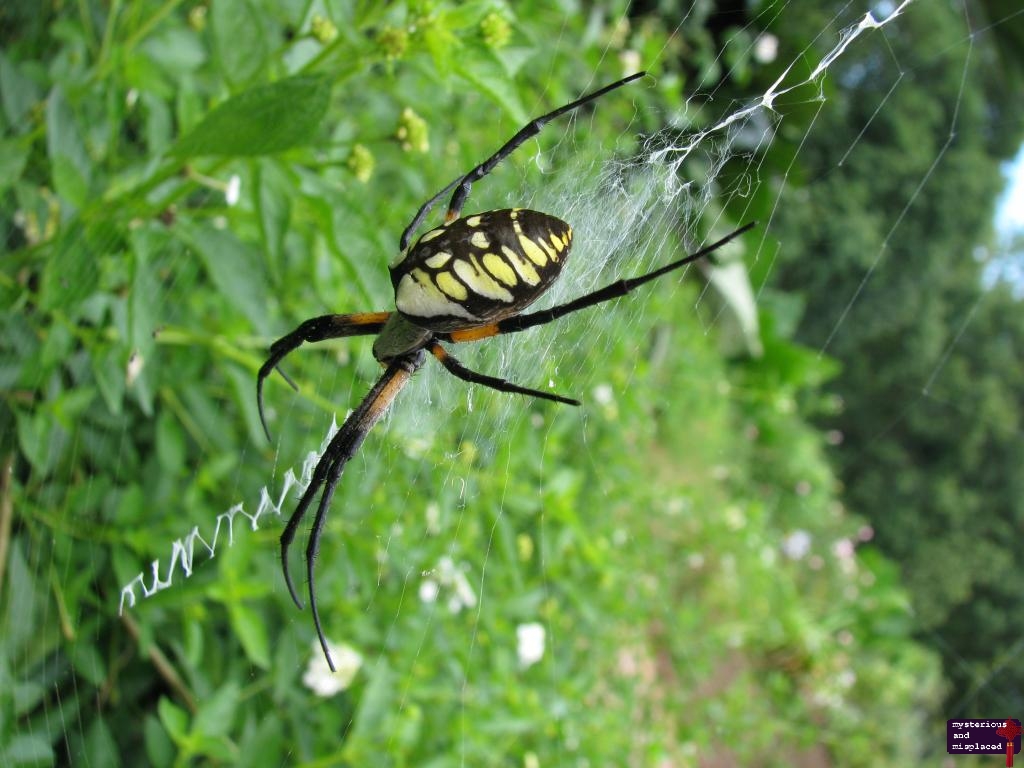 Writing spiders pictures