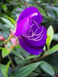 Spider Flower of Death