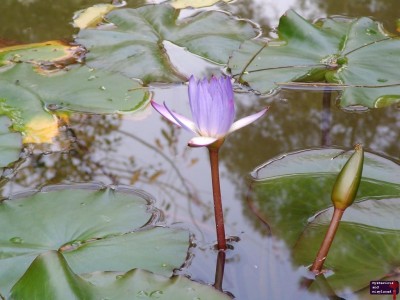 Purple Lily