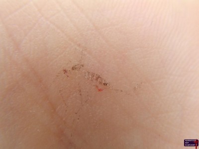 Mosquito Imprint